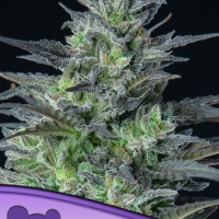 Auto Sleepy Joe Feminised Cannabis Seeds - Anesia Seeds
