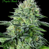 Auto Strawberry Joe Feminised Cannabis Seeds - Anesia Seeds