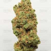 Auto Trainwreck Feminised cannabis Seeds | Fast Buds Originals.