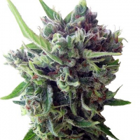 Auto Zamaldelica Feminised Cannabis Seeds | Ace Seeds.
