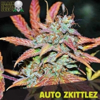 Auto Zkittlez Feminised Cannabis Seeds | Black Skull Seeds