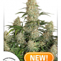 Auto Critical Orange Punch Feminised Cannabis Seeds | Dutch Passion 