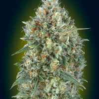 Auto Gelato # 33 Feminised Cannabis Seeds | Advanced Seeds 