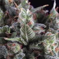 Auto Olympia Feminised Cannabis Seeds | Pyramid Seeds