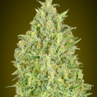 Auto Pineapple Glue Feminised Cannabis Seeds | Advanced Seeds 