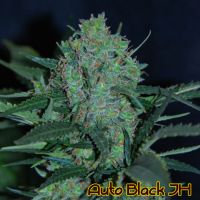 Auto Black JH Feminised Cannabis Seeds | The Original Sensible Seed Company