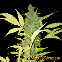Auto Destroyer Feminised Cannabis Seeds | The Original Sensible Seed Company