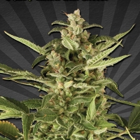 Auto Pounder with Cheese Auto flowering Feminised Cannabis Seeds (Known as Juicy Lucy) | Auto Seeds 