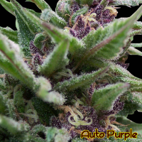 Auto Purple Feminised Cannabis Seeds | The Original Sensible Seed Company