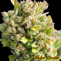 Auto Skunk Feminised Cannabis Seeds | The Original Sensible Seed Company 