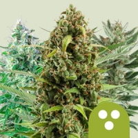 Automatic Mix Feminised Cannabis Seeds | Royal Queen Seeds.
