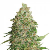  BCN Critical XXL Feminised | Seed Stockers