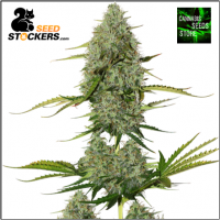 BCN Critical XXL Auto Feminised | Seed Stockers