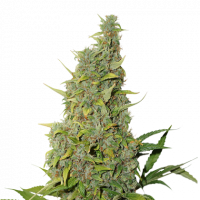 BCN Power Plant  Feminised Cannabis Seeds | Seed Stockers