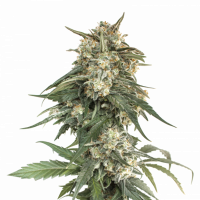BCN Critical XXL Fast Feminised Cannabis Seeds | Seed Stockers