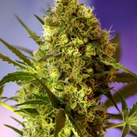 Big Devil Auto Feminised Cannabis Seeds | Sweet Seeds