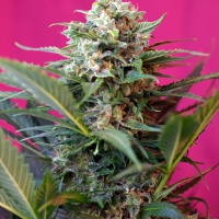 Big Devil XL Auto Feminised Cannabis Seeds | Sweet Seeds