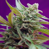 Black Jack Automatic Feminised Cannabis Seeds | Sweet Seeds