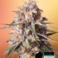 Baked Bomb Auto Feminised Cannabis Seeds | Bomb Seeds