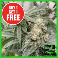 Banana Glue Feminised Cannabis Seeds - Cannabis Seeds Store