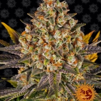 Banana Punch Feminised Cannabis Seeds | Barney's Farm 