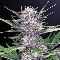 Banana Purple Punch Auto Feminised Cannabis Seeds | Fast Buds.