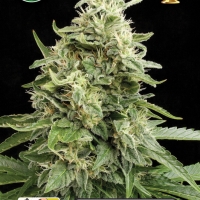 Amnesia Auto Feminsed Cannabis Seeds | Kera Seeds 