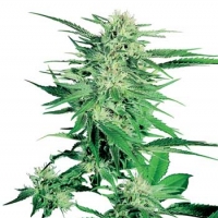 Big Bud Feminised Cannabis Seeds | Sensi Seeds 