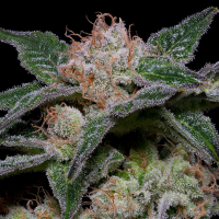 Banana Punch Feminised Cannabis Seeds | Big Head Seeds 