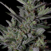 Crystal Gelato Auto Feminised Cannabis Seeds | Big Head Seeds