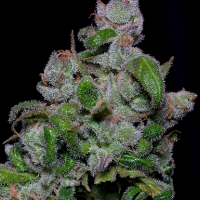 Bighead Blueberry Crystal Gelato Feminised Cannabis Seeds | Big Head Seeds 