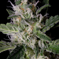 Platinum Cookies Feminised Cannabis Seeds | Big Head Seeds