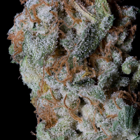 Sherbet Glue Feminised Cannabis Seeds | Big Head Seeds