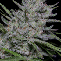 Bighead Superfast Auto Feminised Cannabis Seeds | Big Head Seeds 