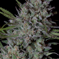 Crystal Runtz Feminised Cannabis Seeds | Big Head Seeds