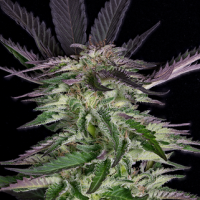 Grandaddy Purple Feminised Cannabis Seeds | Big Head Seeds 