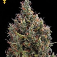 Big Bang Auto Feminised Cannabis Seeds | Green House Seeds.