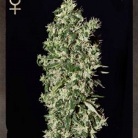 Big Tooth Feminised Cannabis Seeds | Strain Hunters 