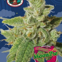 Cherry Moon Pie Feminised Cannabis Seeds | Big Buddha Seeds 