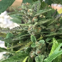 Black Apple Fritter Feminised Cannabis Seeds - Tastebudz