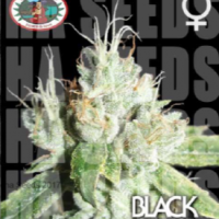 Black Cream Feminised Cannabis Seeds | Big Buddha Seeds