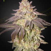 Black Toffee Auto Feminised Cannabis Seeds | Green House Seeds.