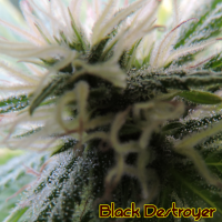 Black Destroyer Feminised Cannabis Seeds | The Original Sensible Seed Company