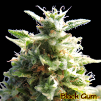 Black Gum Feminised Cannabis Seeds | The Original Sensible Seed Company