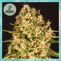 Blue Cheese Feminised Cannabis Seeds - Double Seeds