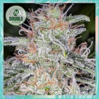 Blue Dream Auto Feminised Cannabis Seeds - Double Seeds