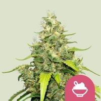 CBD Mix Feminised Cannabis Seeds | Royal Queen Seeds.
