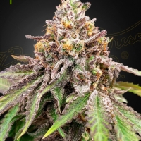 Blue Haze X Gelato 41 Auto Feminised Cannabis Seeds | Green House Seeds.