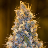 Blue Fire Feminised Cannabis Seeds | Humboldt Seeds Organisation