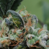 Blueberry Cheesecake Cannabis Seeds | Female Seeds